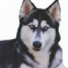 husky10