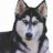 husky10