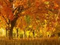 autumn-m_120.jpg