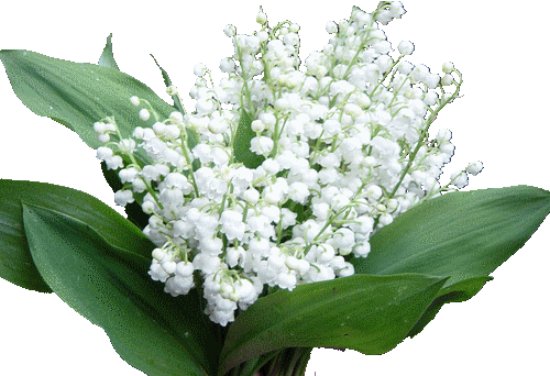 dowes7nu.gif