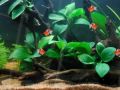 aquarium2-m_120.jpg