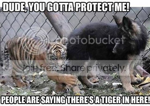tigerhere_zpsf25e9a90.jpg