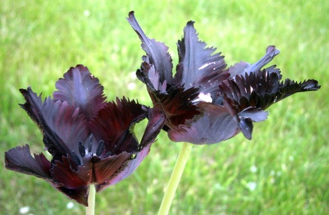 tulipan-czarny_55931368260525.jpg